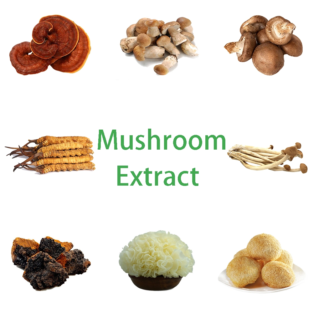 Professional Fungus Extract Factory Provides Steady Supply Mushroom Extract