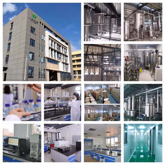 Supplier Wholesale Herb Extract Pure Mint Extract